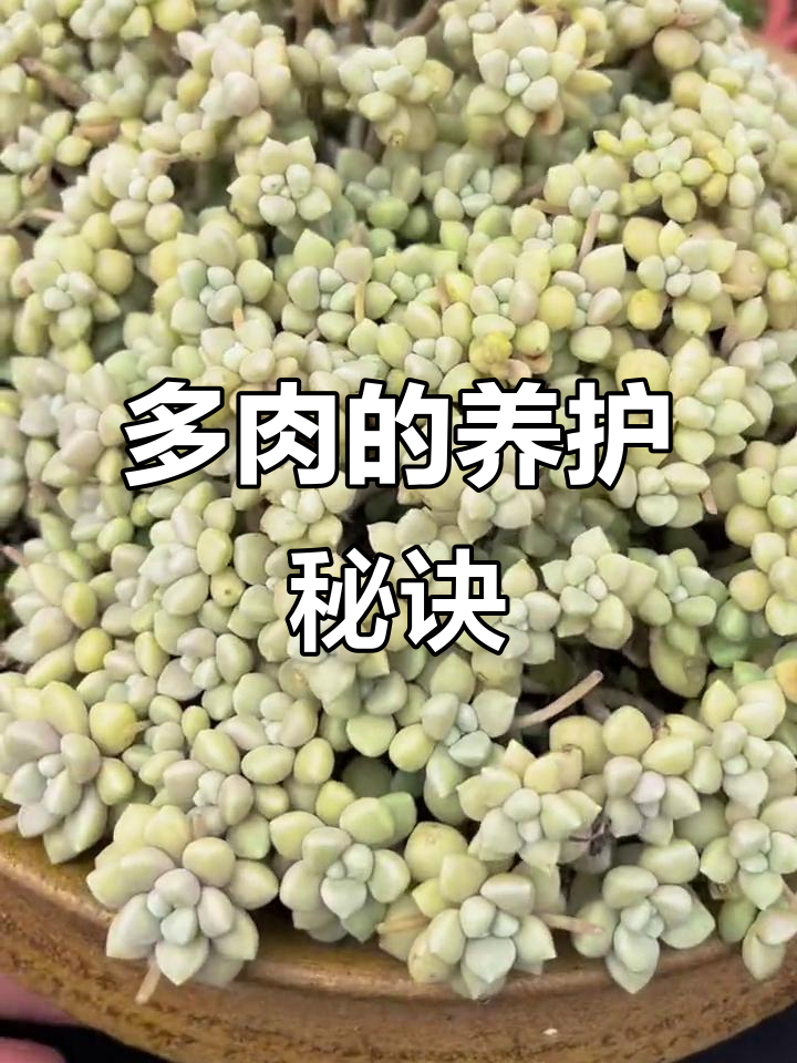 露养多肉:它好养吗?五年历史告诉你答案