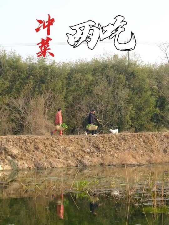 长在田间地头的冲菜你们吃过吗,越冲越好必须达到芥末的效果