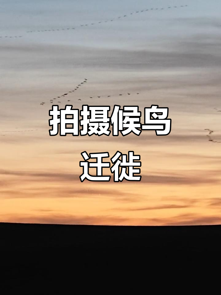 内蒙古拍到鸟类迁徙,西伯利亚倦鸟归巢