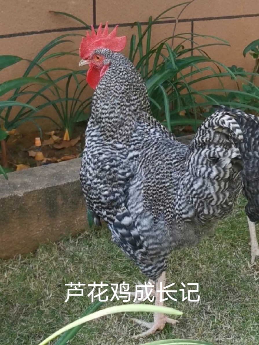 芦花鸡成长记