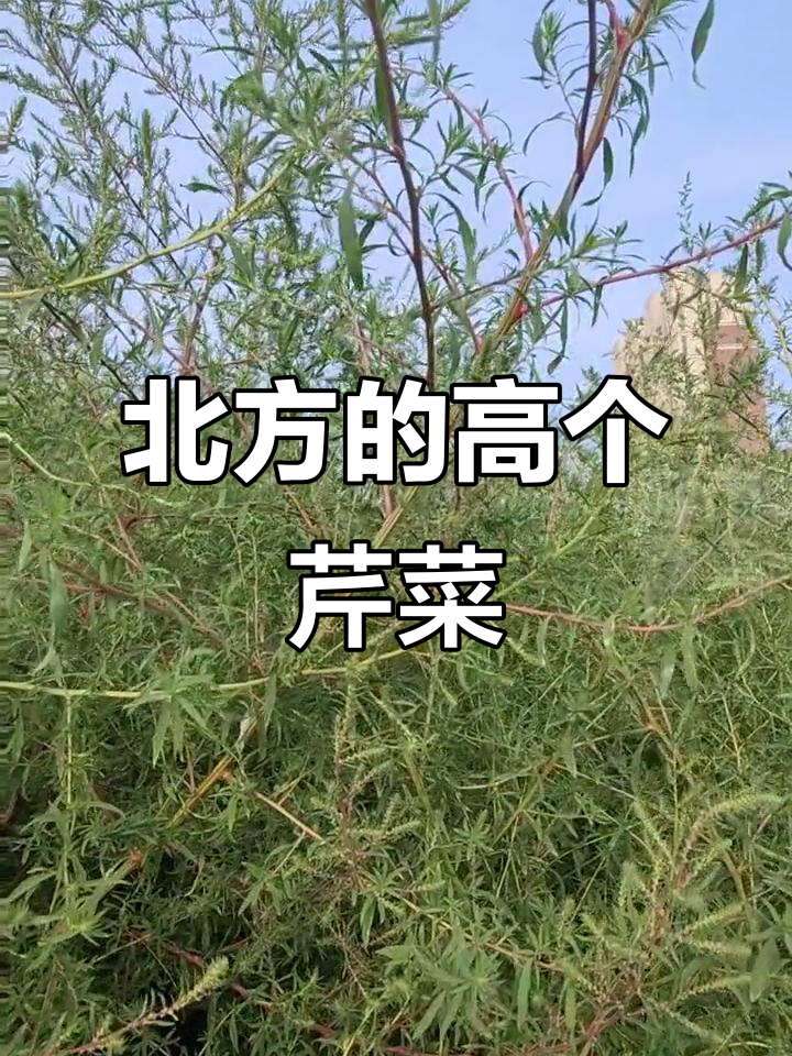 北方芹菜大揭秘,南方朋友看过来!