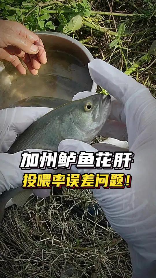 加州鲈鱼投喂率正常但还是花肝，可能是因为投喂率计算误差问题！