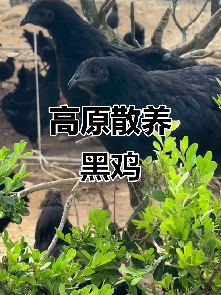 贵州高原散养黑鸡，五个多月才能产蛋，正宗土鸡蛋等你尝