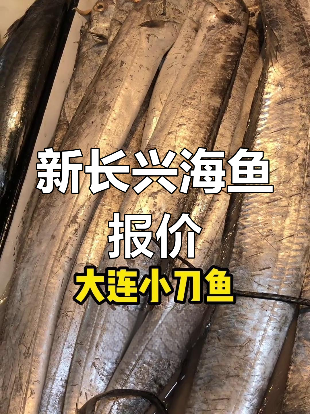 大连新鲜海鱼价格解析