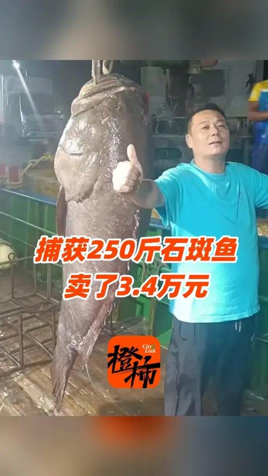 福建渔民捕获长1.8米重250斤石斑鱼,卖了34500元!