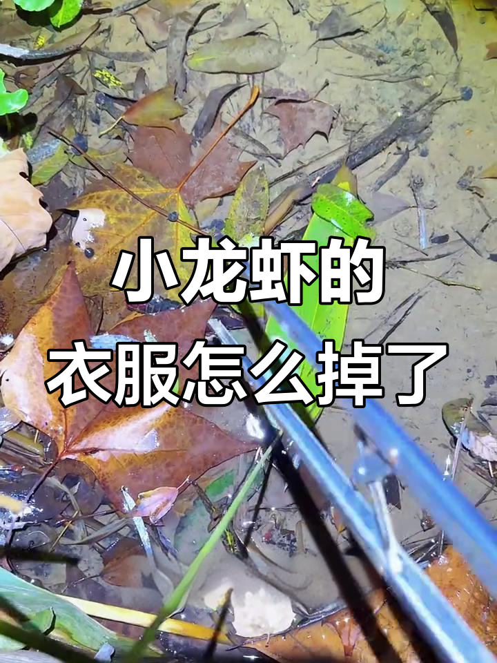 这只小龙虾被脱了一半衣服,真奇怪!