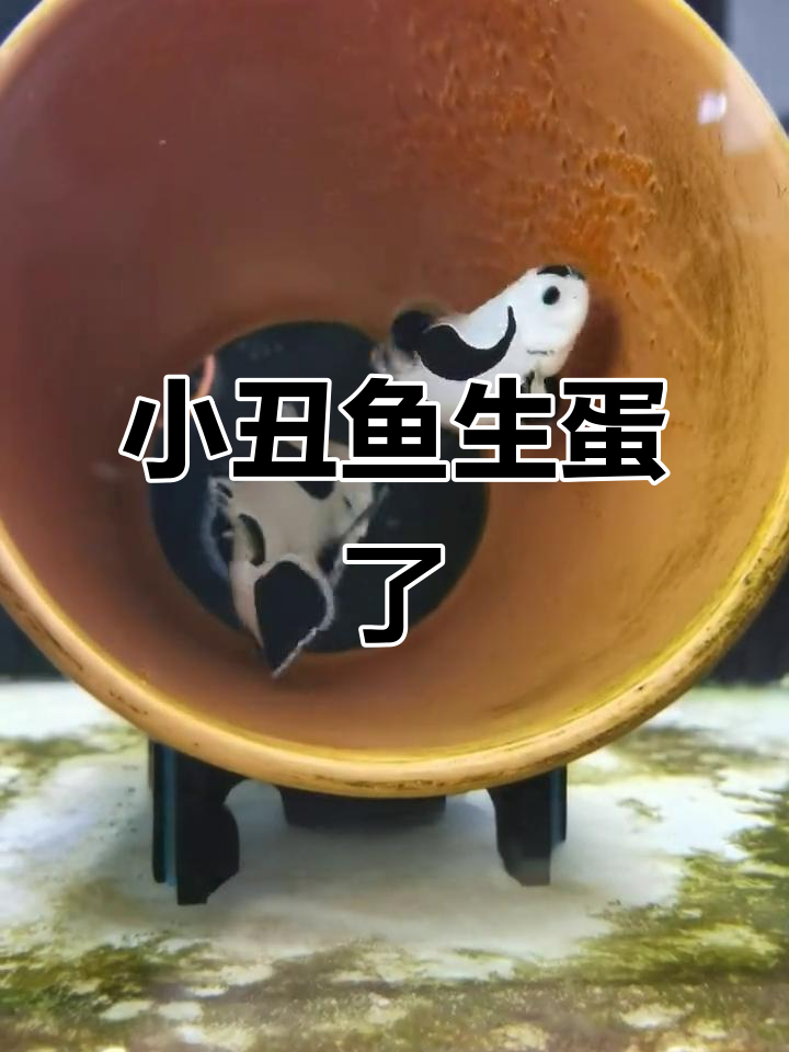 熊猫小丑鱼产卵,六百颗宝宝诞生!