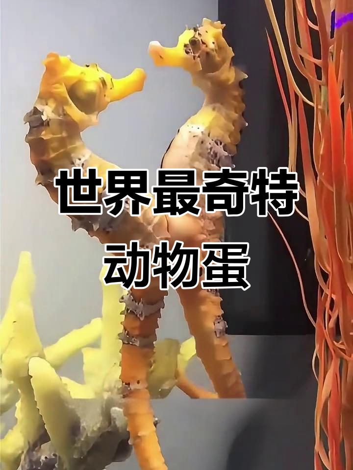 揭秘世界上最奇特的动物蛋,鲨鱼、海马都能产卵!