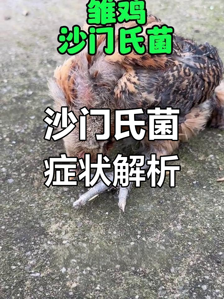 沙门氏菌感染对鸡的影响