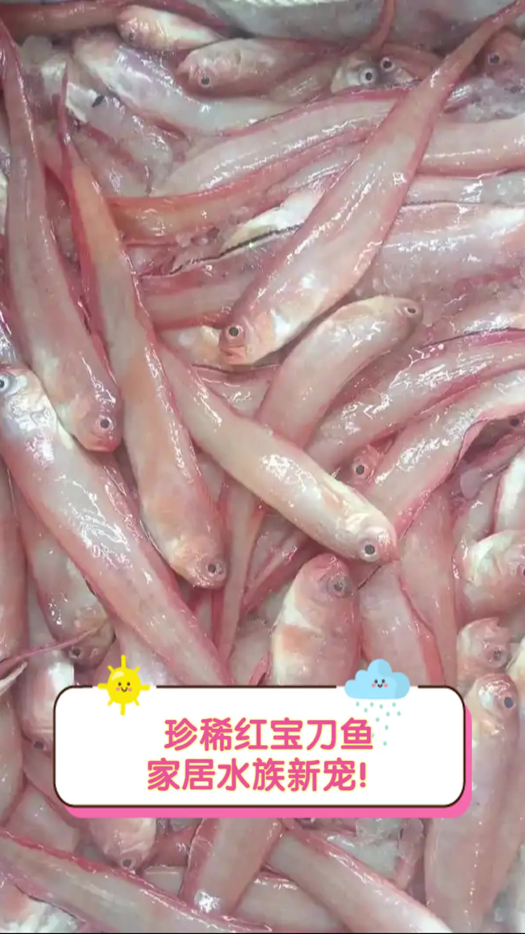 珍稀红宝刀鱼,家居水族新宠!