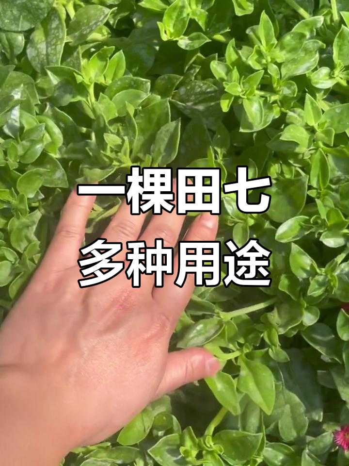田七:既能当花养,又能做菜吃