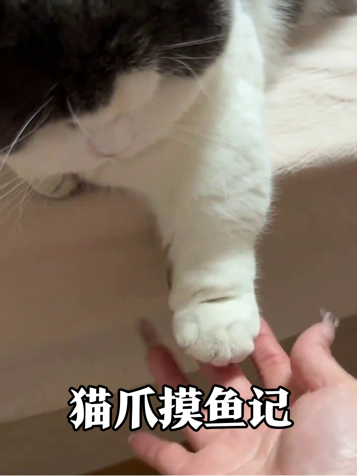 猫爪摸鱼被抓包:这班一天也上不下去了!