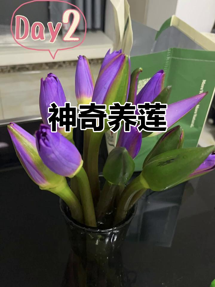 莲花绽放,香气扑鼻,白天盛开夜晚合拢,美丽又迷人