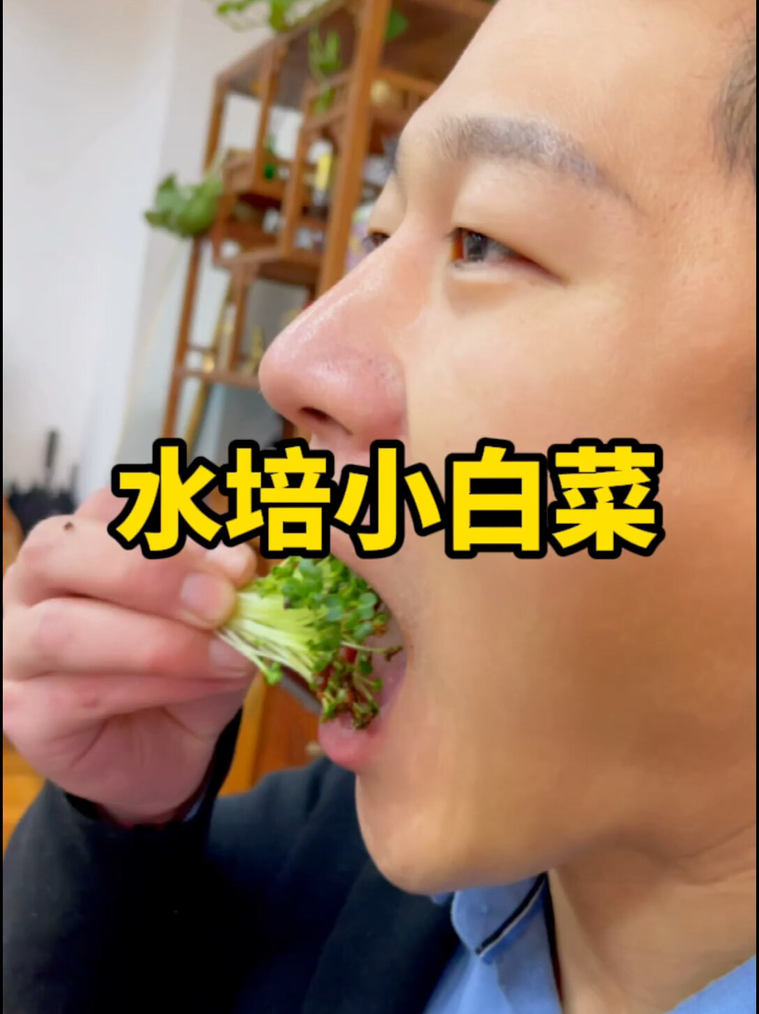在家水培小白菜