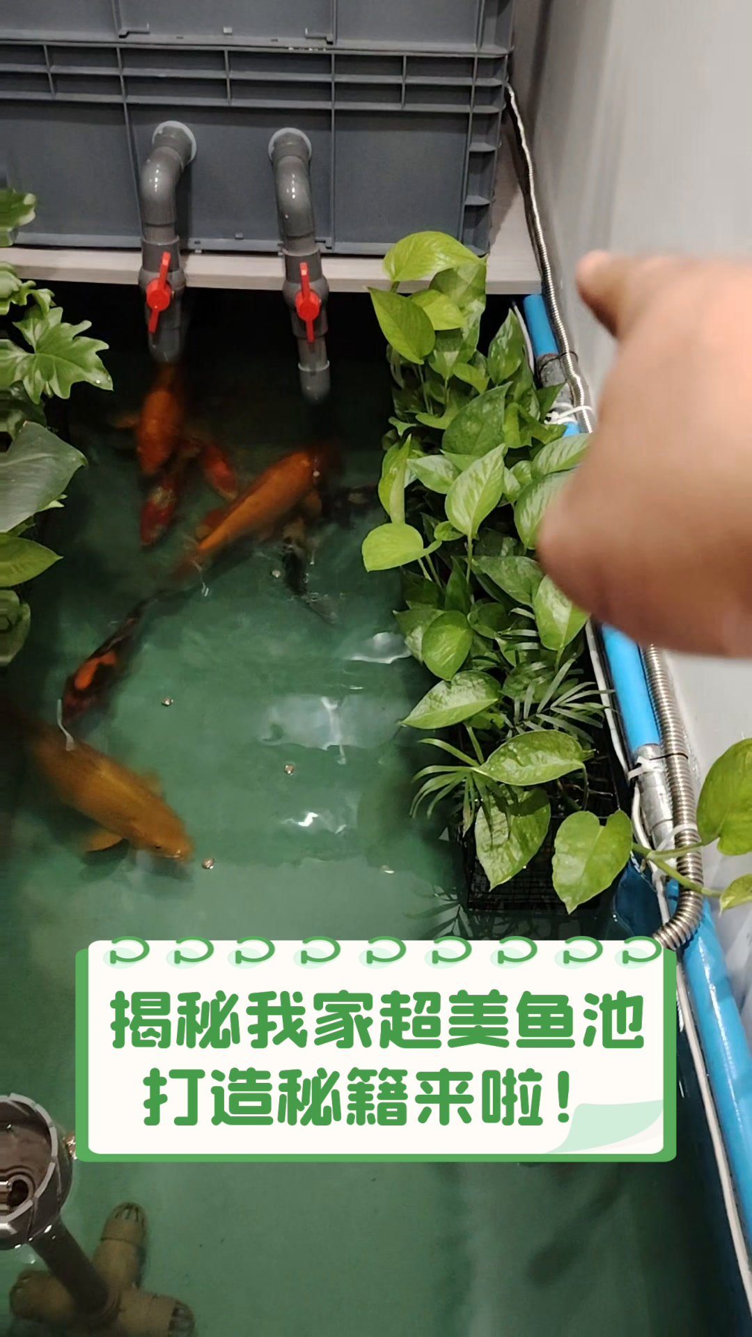 揭秘我家超美鱼池,打造秘籍来啦!