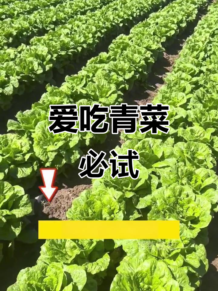 7月种这款青菜,脆嫩易长,耐热不生虫,爱不释口!