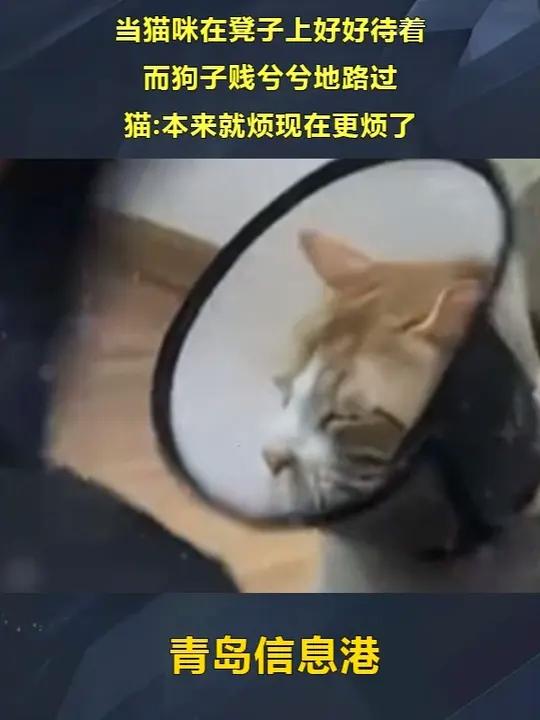 都是黑土地的头茬花糯玉米,还是非转基因的老人孩子都可以放心吃