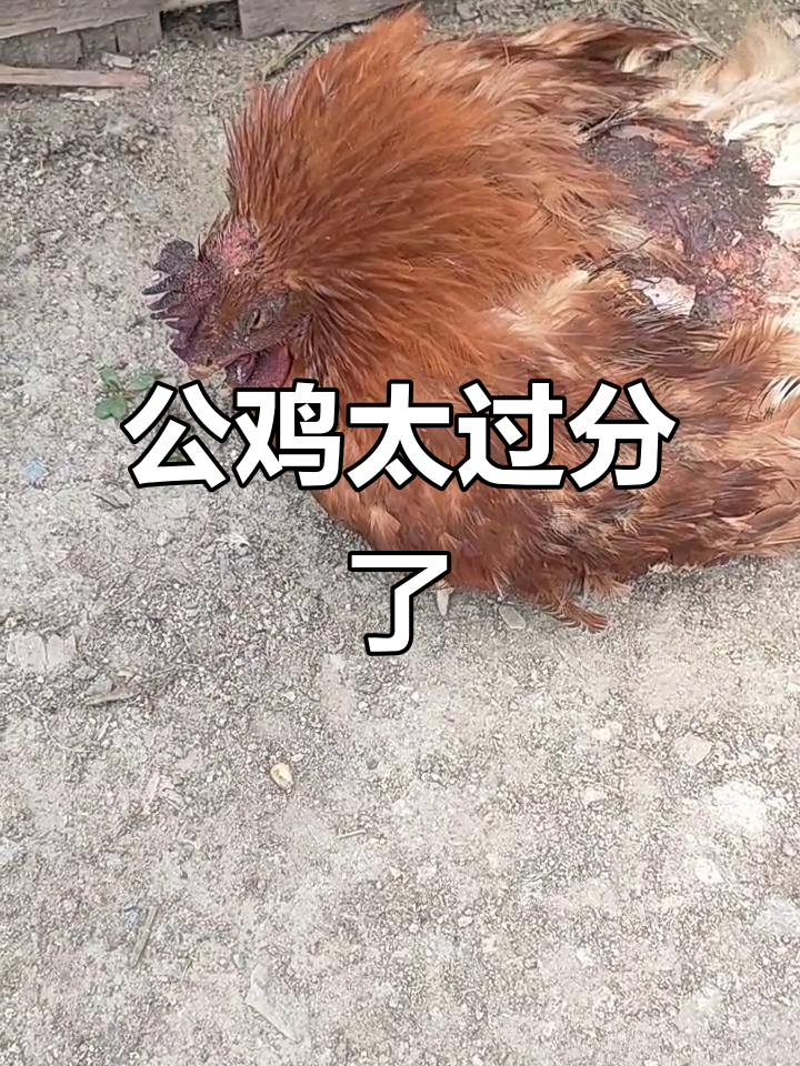 公鸡欺负母鸡,踩着玩还不放手