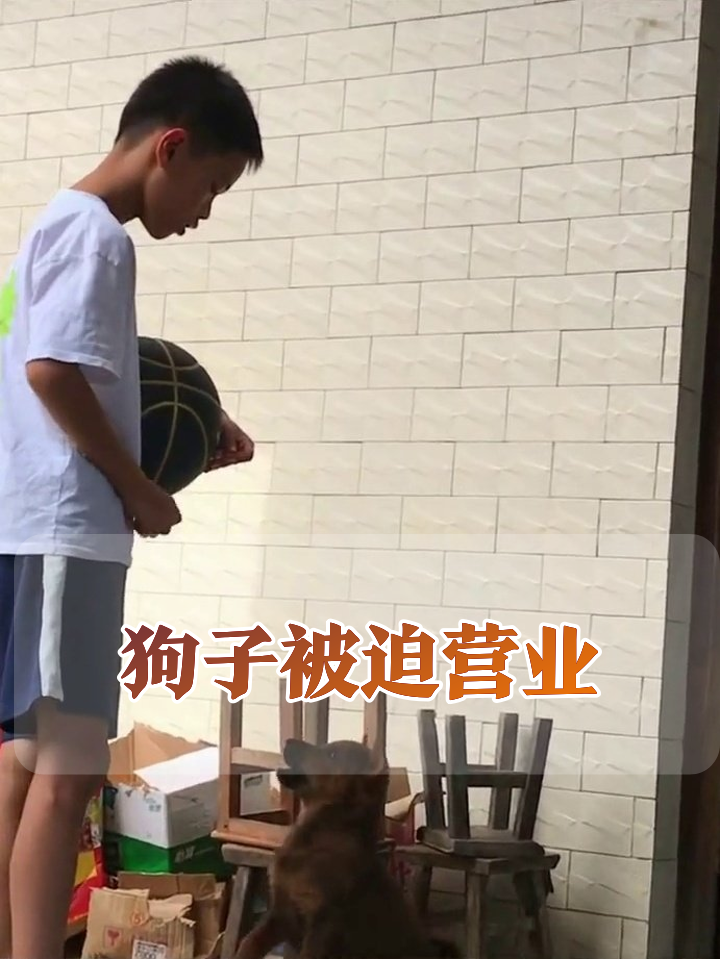 男孩拿球训狗名场面：小狗狂叫到失声，大狗旁边笑出表情包