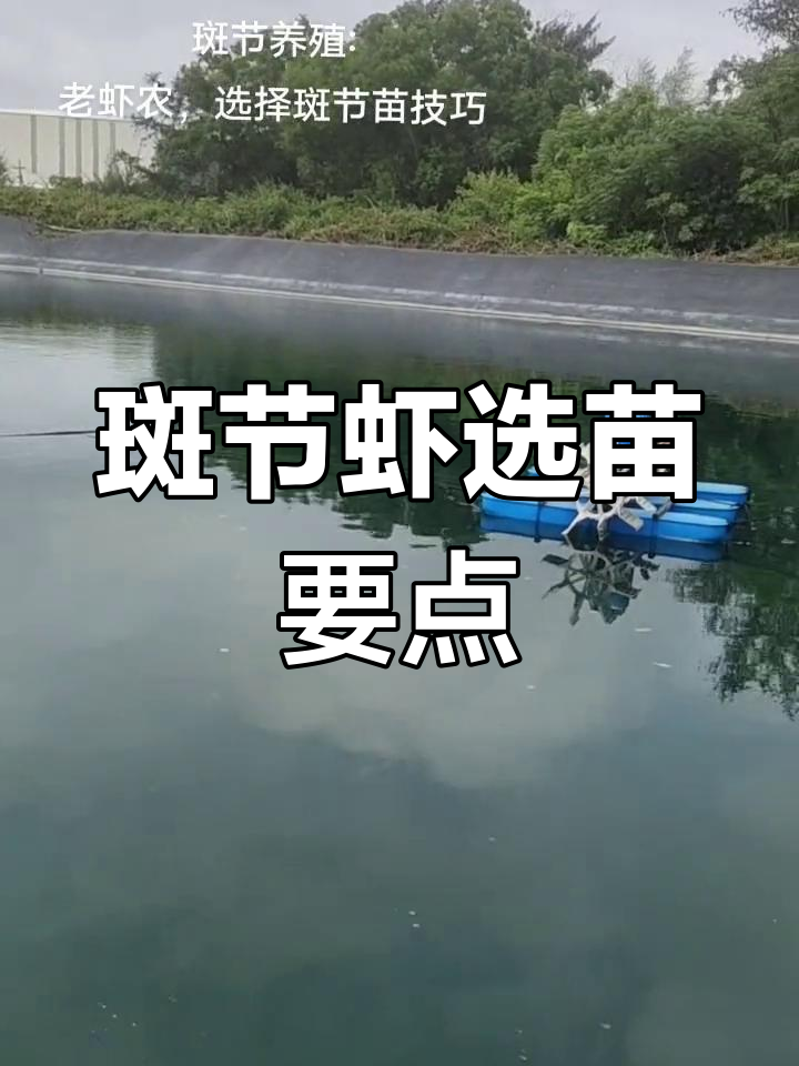 斑节虾养殖选苗技巧,如何避免病毒侵害