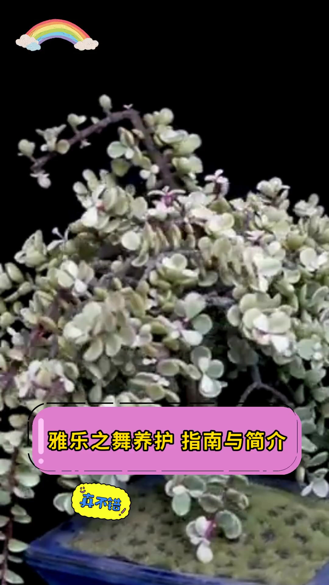 雅乐之舞养护,指南与简介