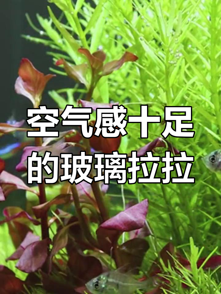 透明玻璃拉拉鱼:热带观赏鱼的瑰宝