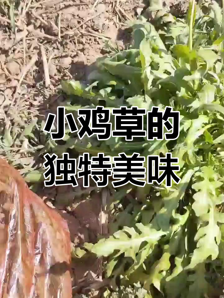农村常见的小鸡草,虽不起眼却味道独特,挖来尝尝鲜