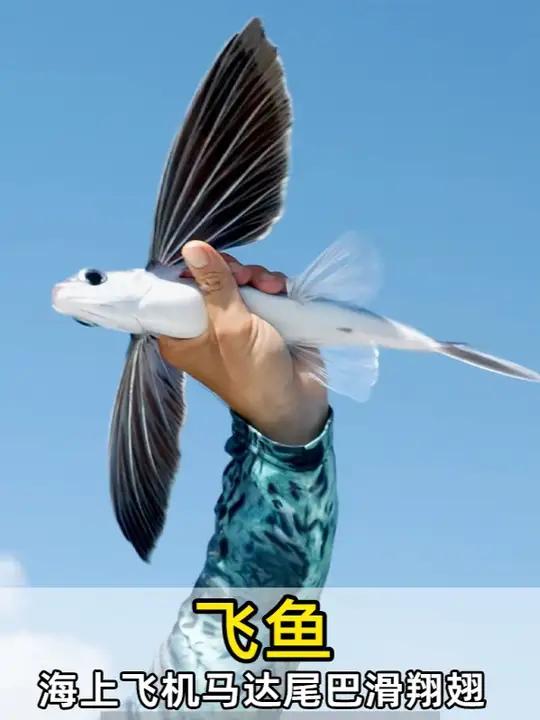 靠尾巴冲上天的海中飞行者,