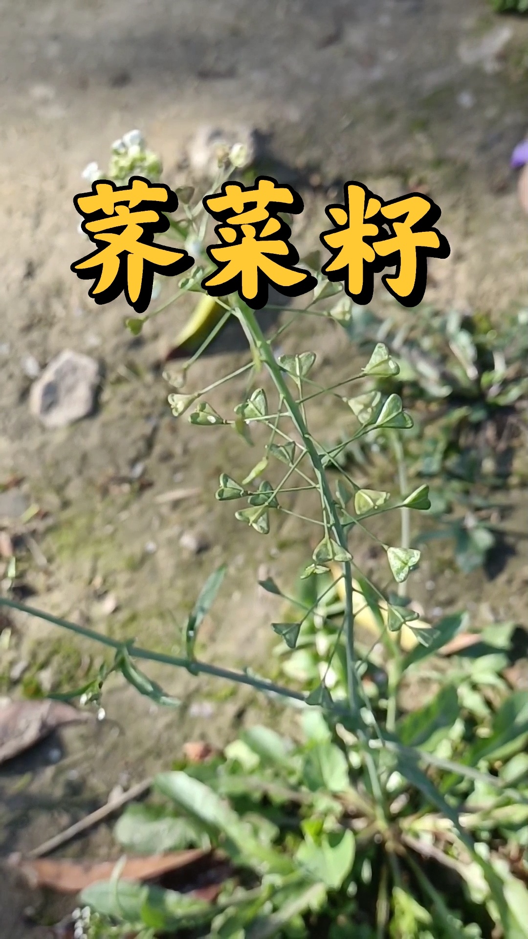 荠菜籽又名荠实。《纲目》味甘,性平。归肝