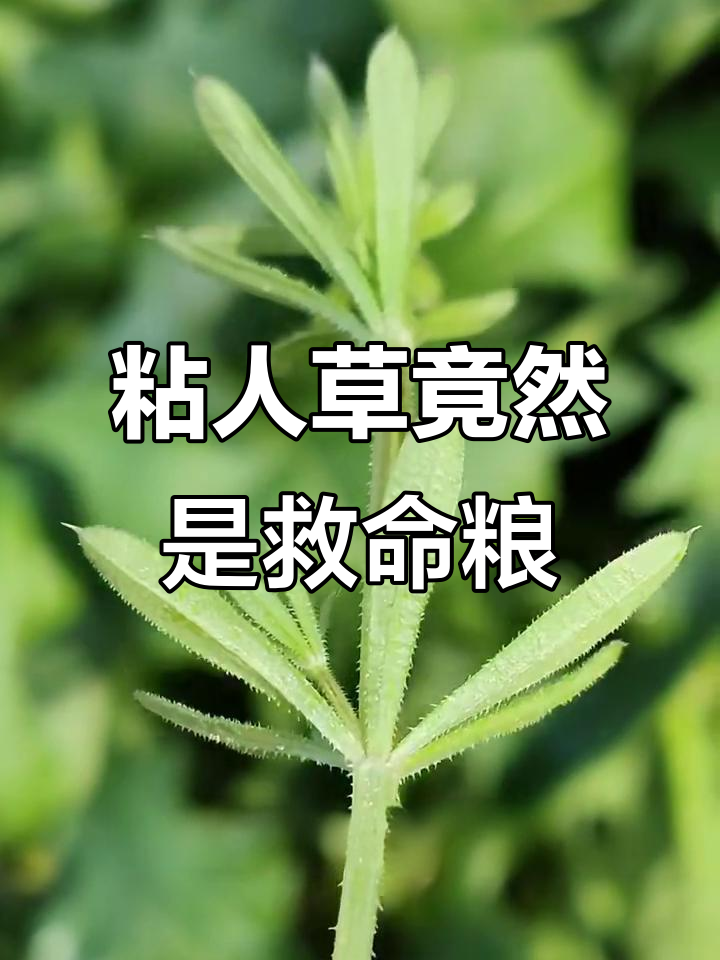 全身倒钩刺的神奇野菜,竟是救命粮!