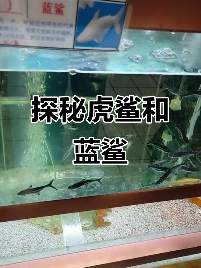 虎鲨与蓝鲨的奇妙冒险,探索海洋世界的神秘力量