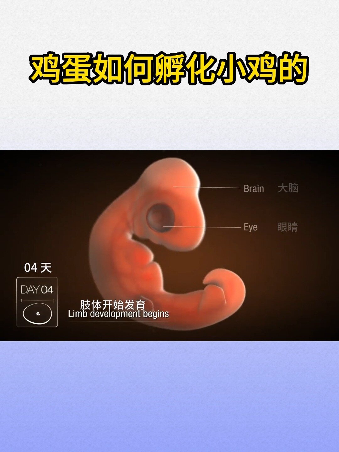 鸡蛋是如何孵化成小鸡的呢