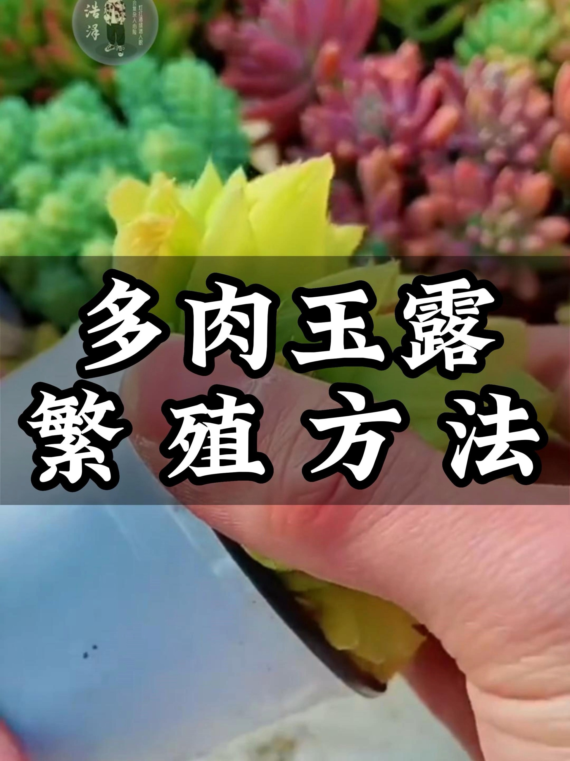 多肉玉露的繁殖方法