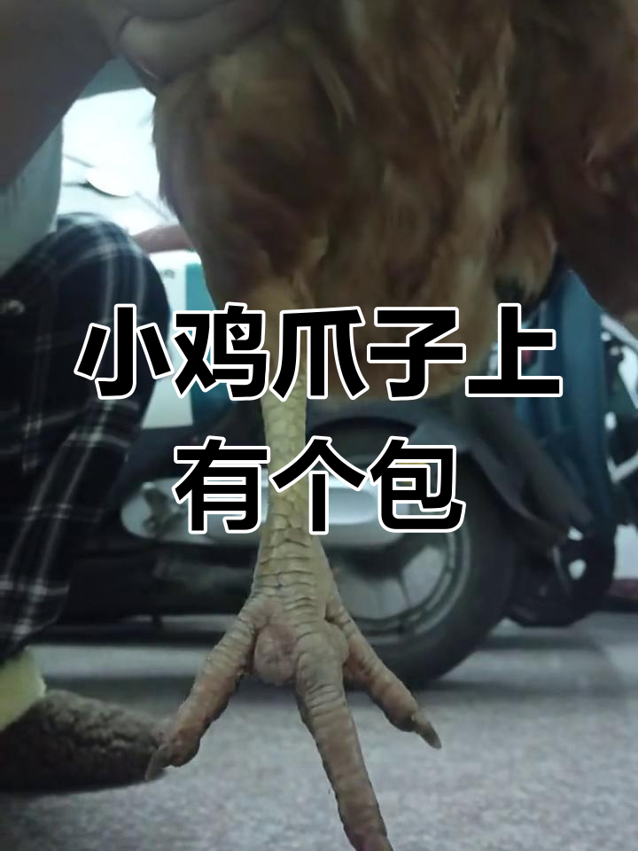 小鸡爪子长包,硬硬的怎么办?