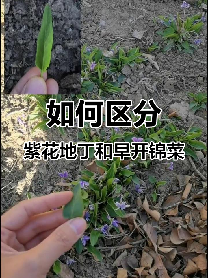 紫花地丁与早开堇菜的叶片区别,如何分辨它们