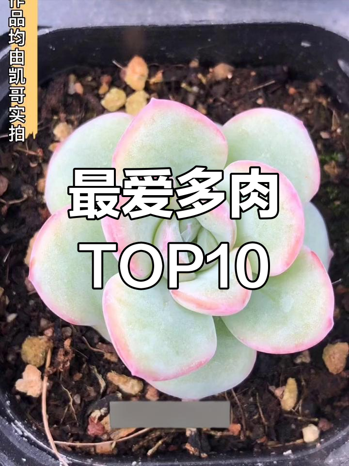 十款最爱的多肉植物,每一颗都让人心动