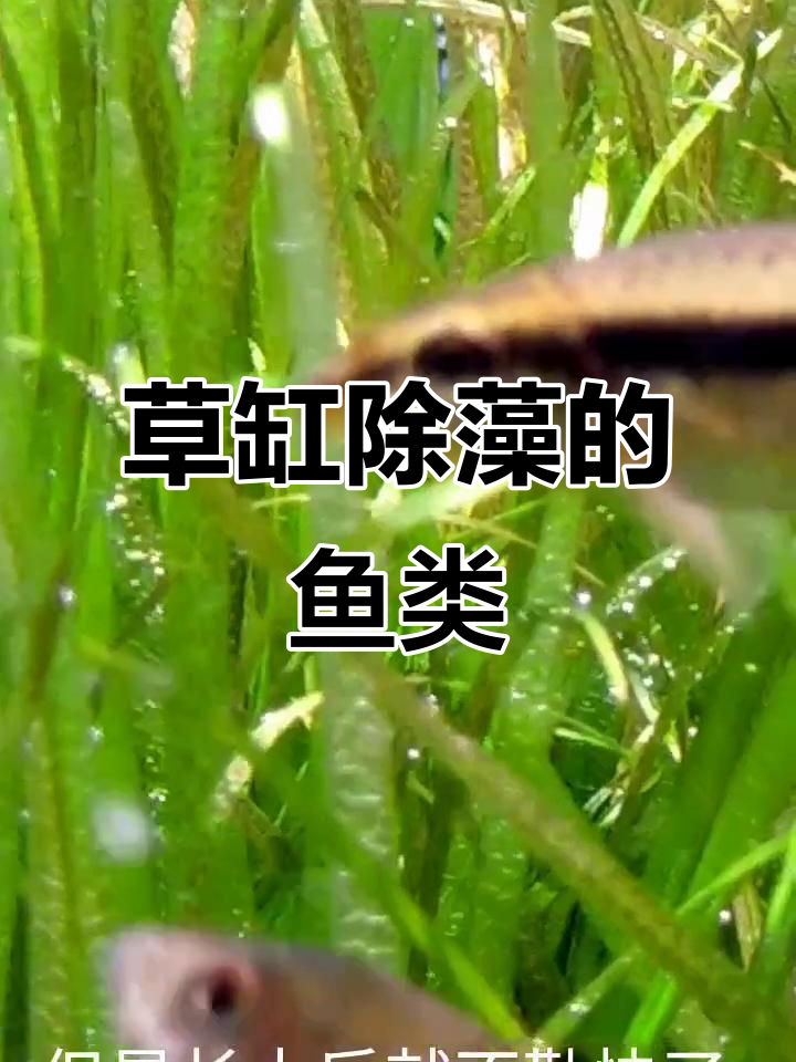 草缸里的工具鱼:黄金胡子、玛丽鱼与一线飞狐