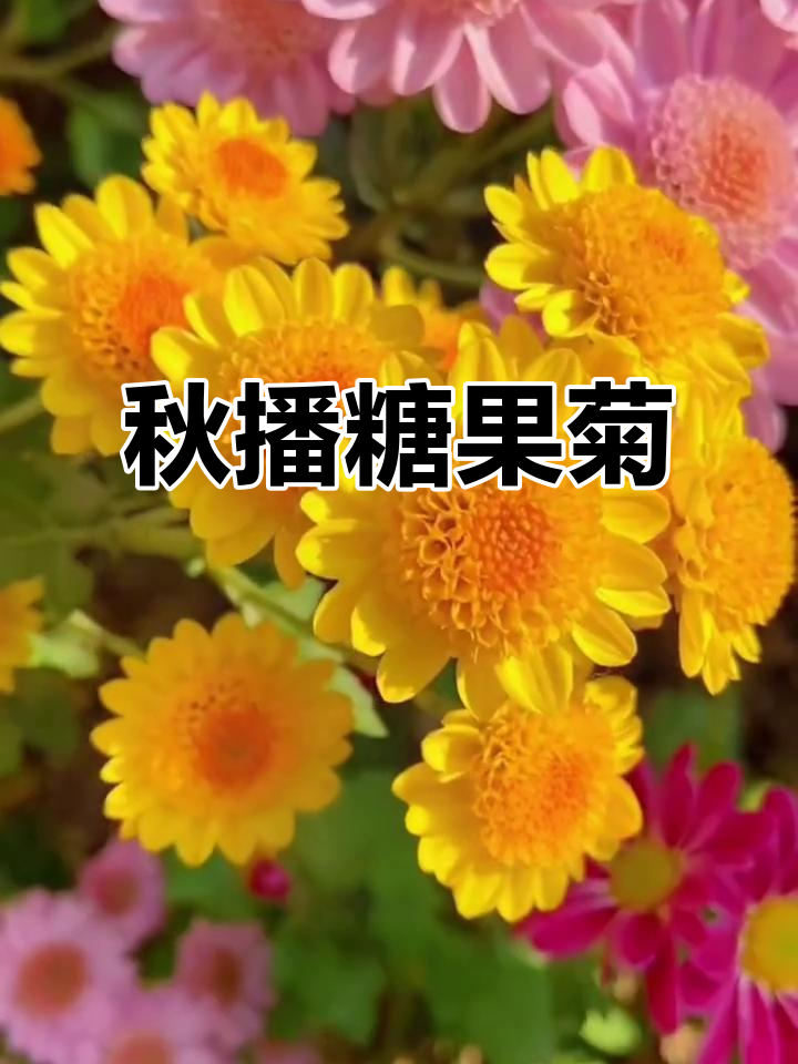 秋天来临,撒下糖果菊种子,家里处处开花