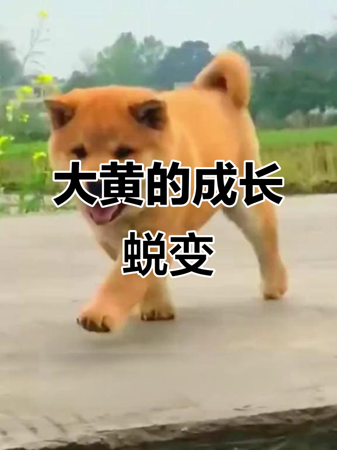 中华田园犬的颜值逆袭,大黄从小黄狗到白面帅哥