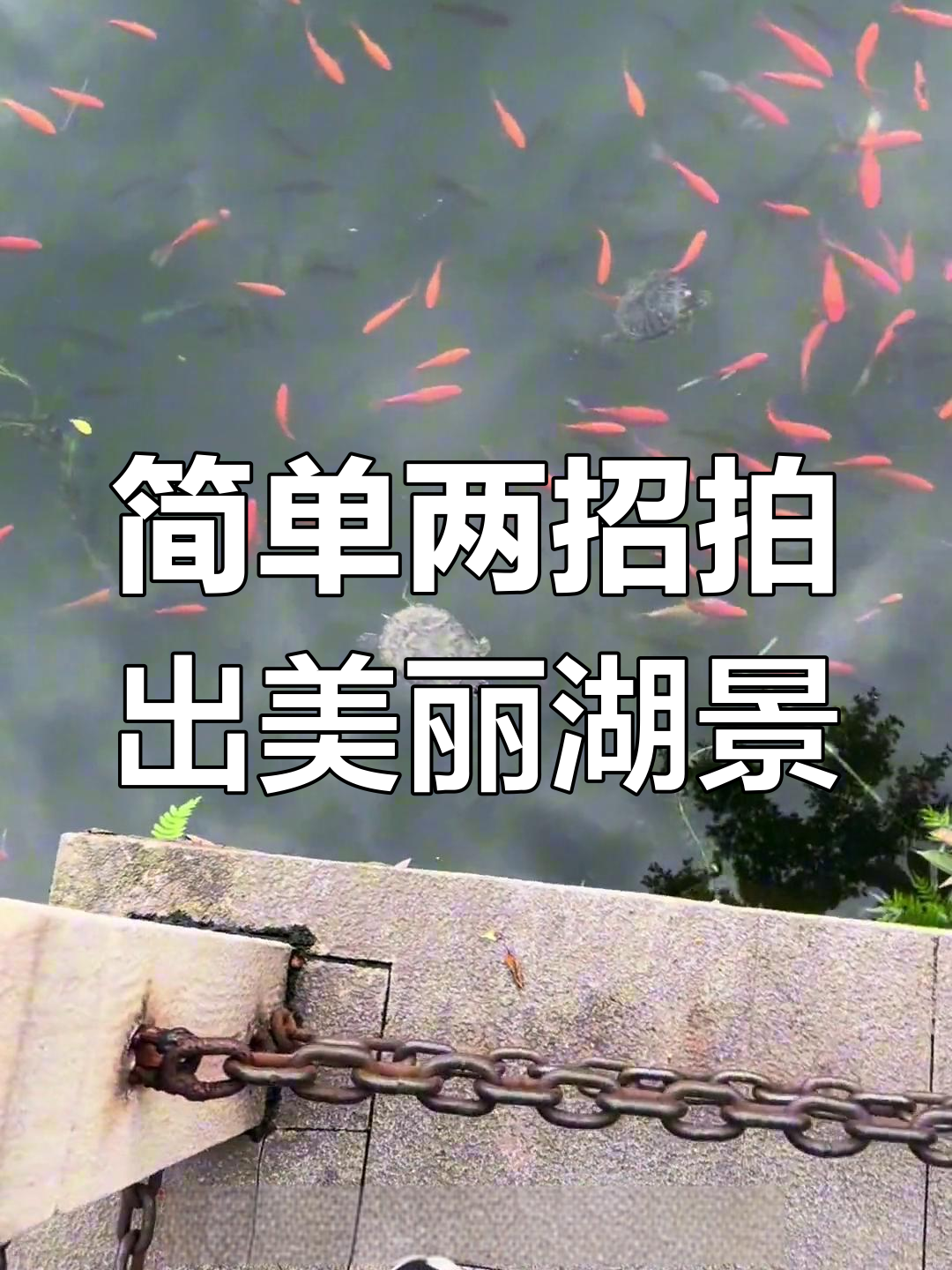 公园拍鱼小技巧,轻松打造唯美画面