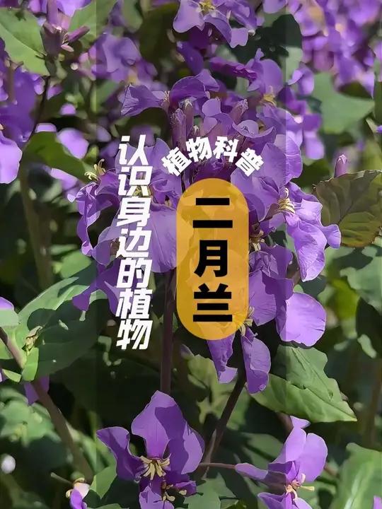 植物科普 I 二月兰 二月兰是诸葛菜属一年或二年生草本植物 无毛,基生叶及下部茎生叶大头羽