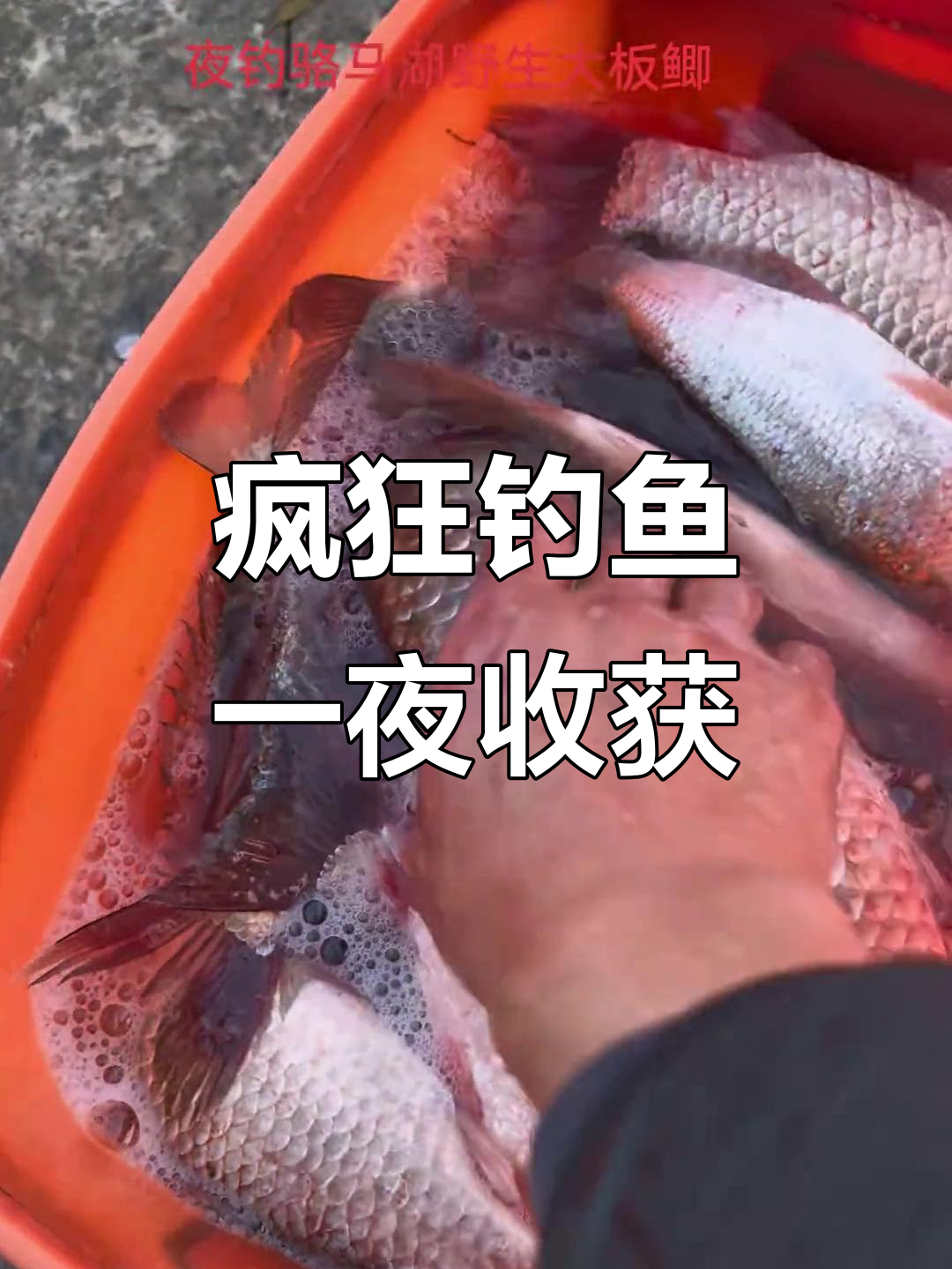 夜钓大丰收,四五十条鱼获让人惊喜!