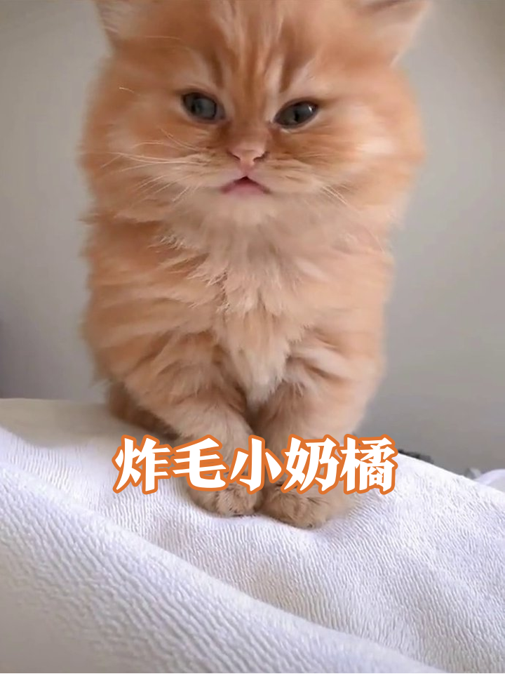 橘猫奶凶表情包来了!张嘴哈气奶声奶气,最后扎进毛巾萌化了