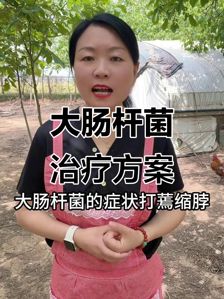 鸡大肠杆菌反复发作?这两个方案效果超好,省钱又高效