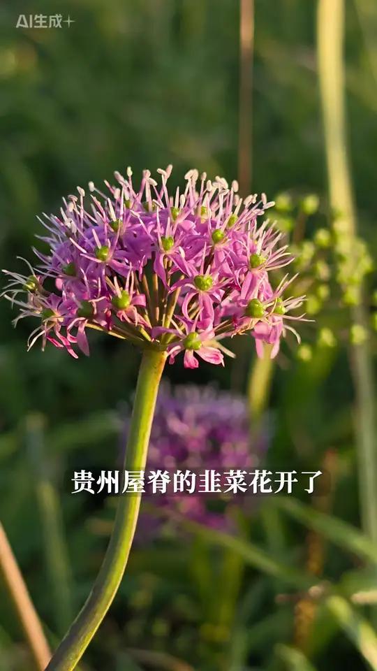 韭菜花 贵州之巅的野生韭菜花海,是大自然赐予我们的珍贵礼物。它等待着更多热爱自然、热爱美景