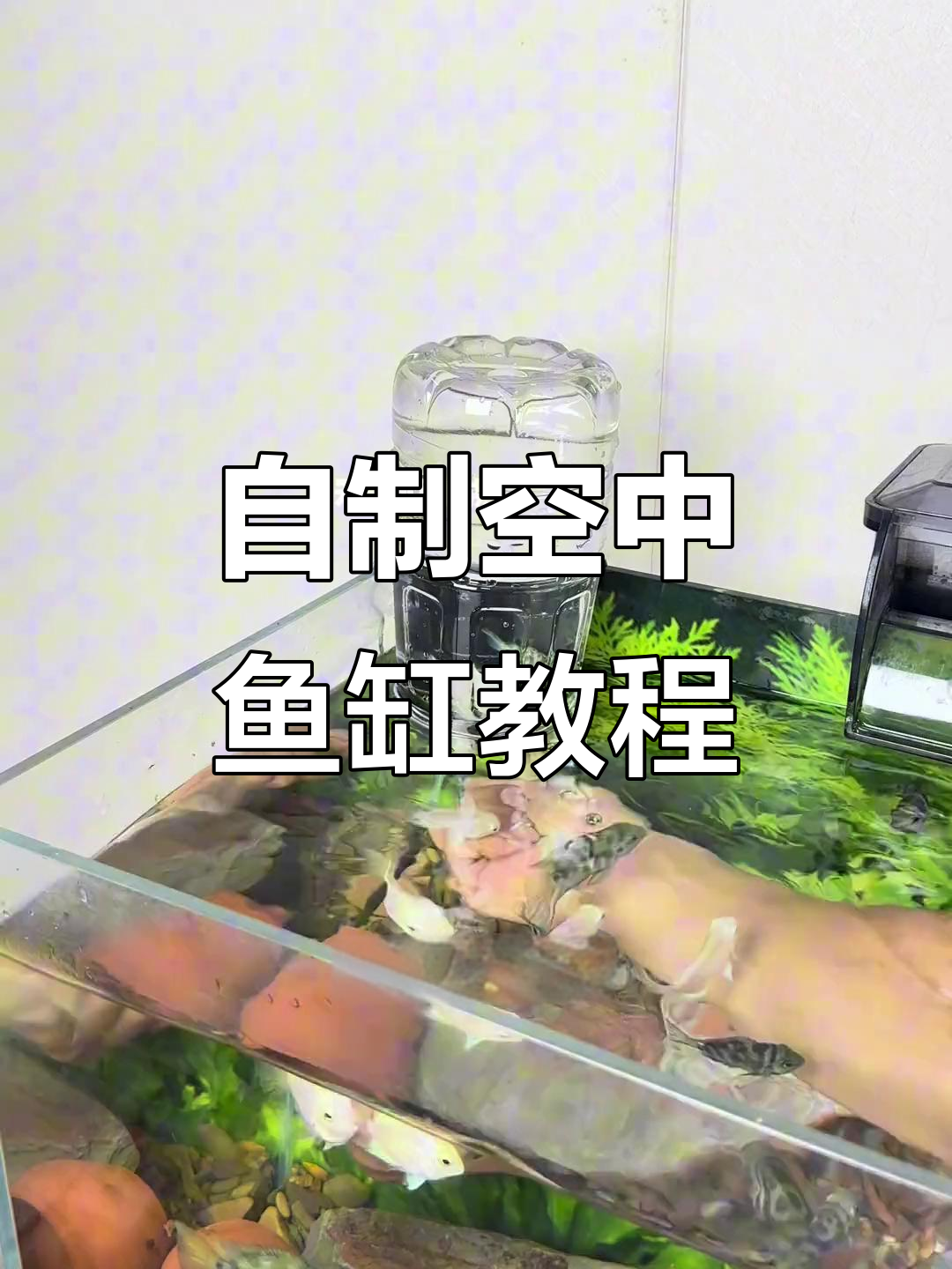 利用废瓶子打造负压鱼缸,鱼儿在空中自由游动