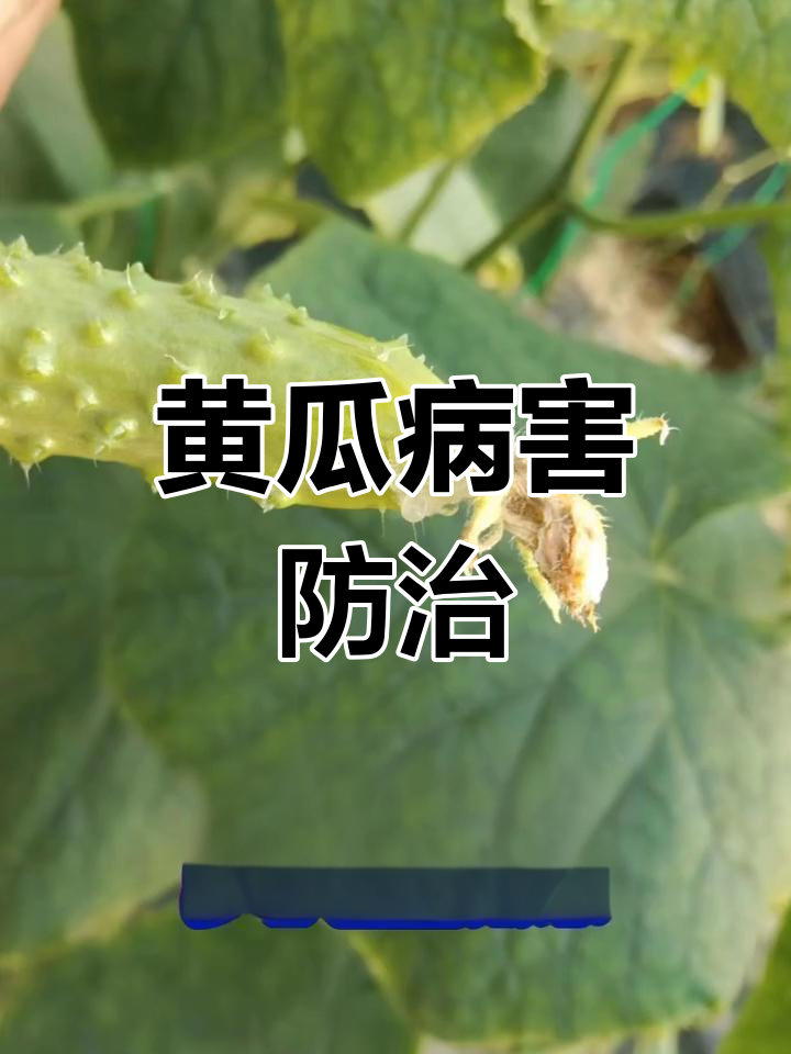 黄瓜灰霉病与菌核病的防治方法