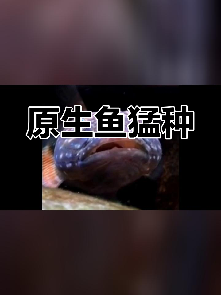 短棘缟虾虎的独特之处