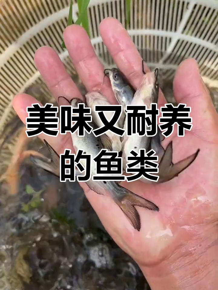 斑点叉尾鮰,肉质鲜美,耐寒抗病,适合多种水域养殖