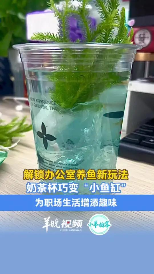 解锁办公室养鱼新玩法，奶茶杯巧变“小鱼缸”，为职场生活增添趣味。来源小羊拍客（「原创」记者
